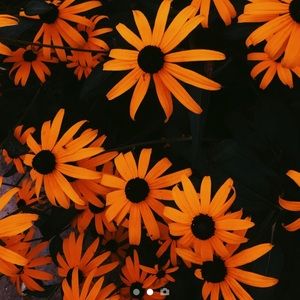 Meet your Posher, Zoey